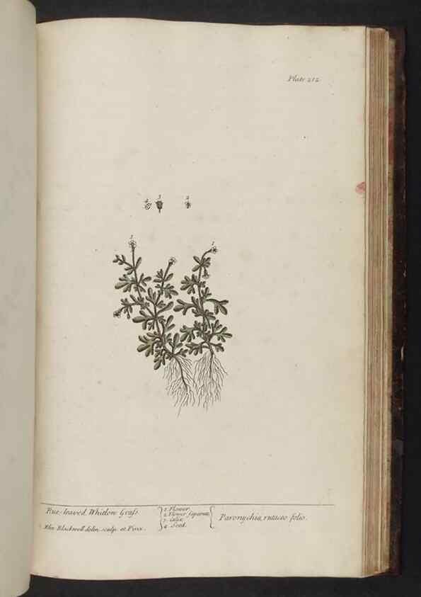 Reproducción/Reproduction 8251747565: A curious herbal. London : Printed for Samuel Harding, 1737-1739.