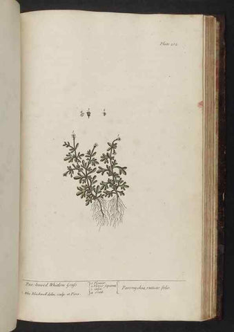 Reproducción/Reproduction 8251747565: A curious herbal. London : Printed for Samuel Harding, 1737-1739.