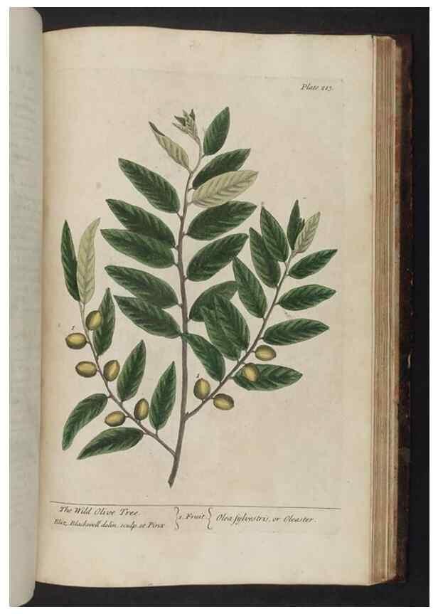 Reproducción/Reproduction 8251747857: A curious herbal. London : Printed for Samuel Harding, 1737-1739.