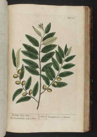 Reproducción/Reproduction 8251747857: A curious herbal. London : Printed for Samuel Harding, 1737-1739.