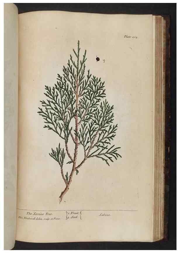 Reproducción/Reproduction 8252818490: A curious herbal. London : Printed for Samuel Harding, 1737-1739.