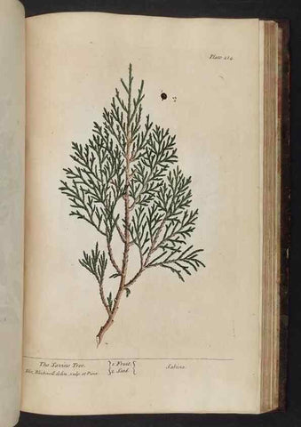 Reproducción/Reproduction 8252818490: A curious herbal. London : Printed for Samuel Harding, 1737-1739.
