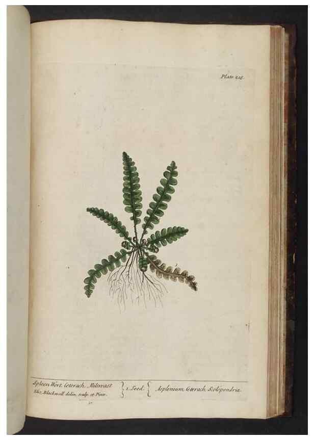Reproducción/Reproduction 8251748439: A curious herbal. London : Printed for Samuel Harding, 1737-1739.