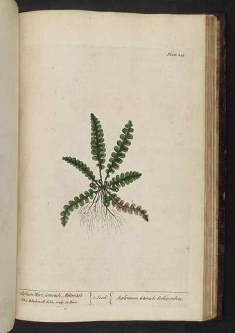 Reproducción/Reproduction 8251748439: A curious herbal. London : Printed for Samuel Harding, 1737-1739.