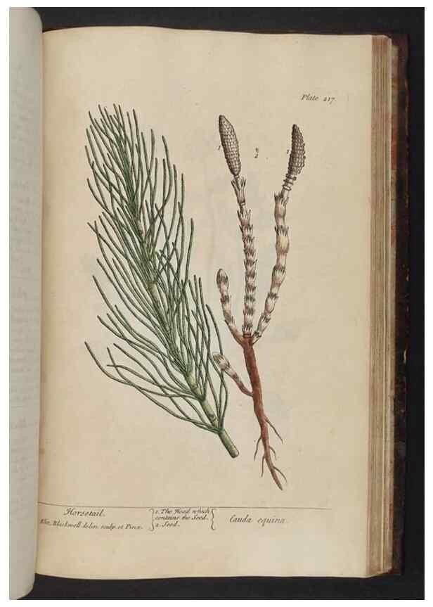 Reproducción/Reproduction 8252819302: A curious herbal. London : Printed for Samuel Harding, 1737-1739.