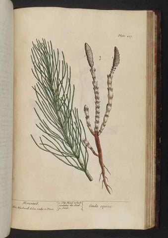 Reproducción/Reproduction 8252819302: A curious herbal. London : Printed for Samuel Harding, 1737-1739.
