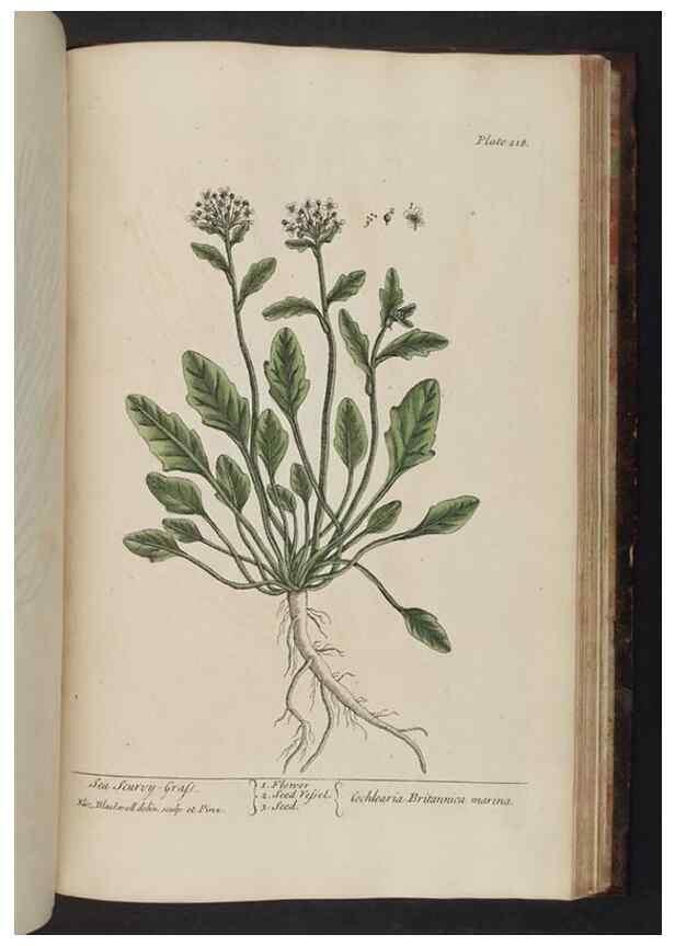 Reproducción/Reproduction 8251749061: A curious herbal. London : Printed for Samuel Harding, 1737-1739.