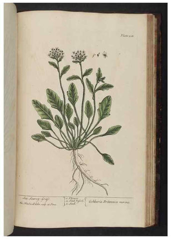 Reproducción/Reproduction 8251749061: A curious herbal. London : Printed for Samuel Harding, 1737-1739.