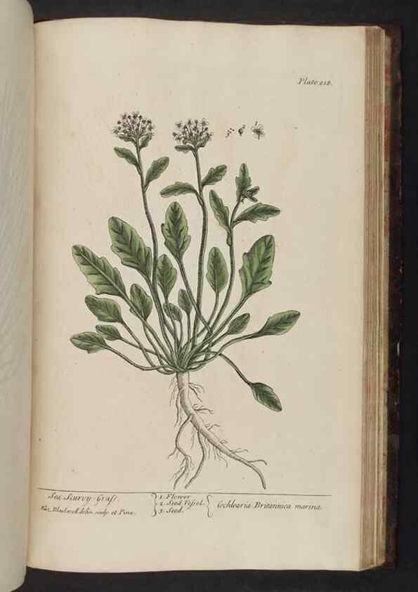 Reproducción/Reproduction 8251749061: A curious herbal. London : Printed for Samuel Harding, 1737-1739.