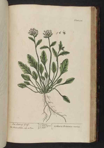 Reproducción/Reproduction 8251749061: A curious herbal. London : Printed for Samuel Harding, 1737-1739.