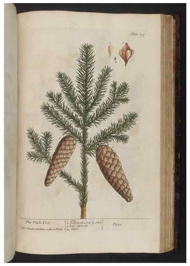 Reproducción/Reproduction 8252815194: A curious herbal. London : Printed for Samuel Harding, 1737-1739.