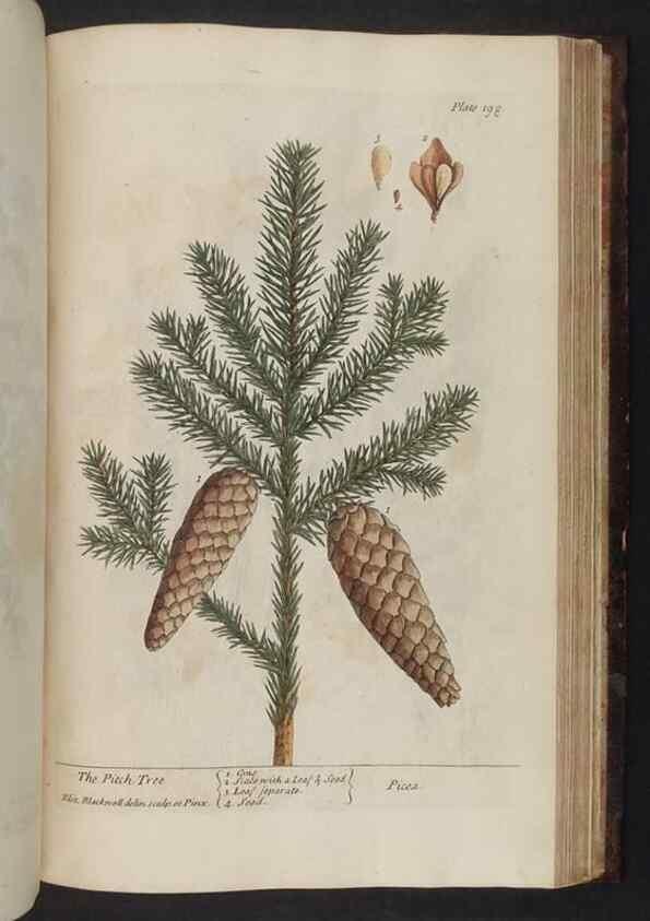 Reproducción/Reproduction 8252815194: A curious herbal. London : Printed for Samuel Harding, 1737-1739.