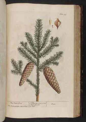 Reproducción/Reproduction 8252815194: A curious herbal. London : Printed for Samuel Harding, 1737-1739.