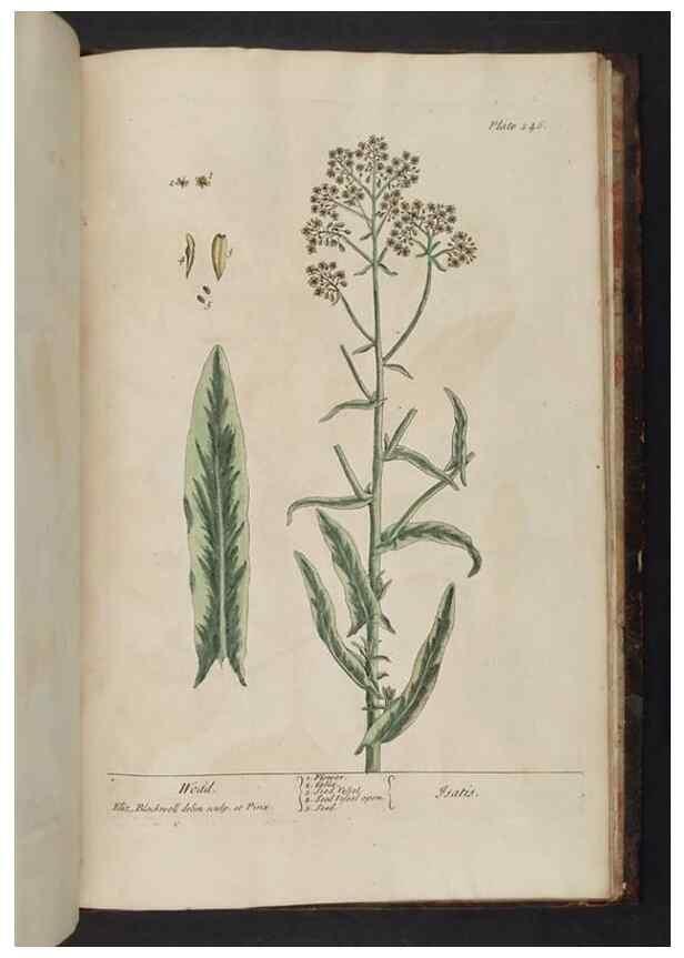 Reproducción/Reproduction 8252826106: A curious herbal. London : Printed for Samuel Harding, 1737-1739.