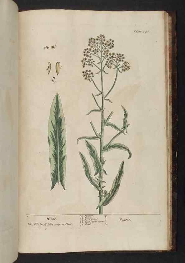 Reproducción/Reproduction 8252826106: A curious herbal. London : Printed for Samuel Harding, 1737-1739.