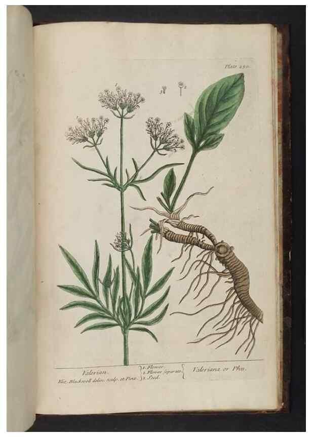 Reproducción/Reproduction 8251756491: A curious herbal. London : Printed for Samuel Harding, 1737-1739.