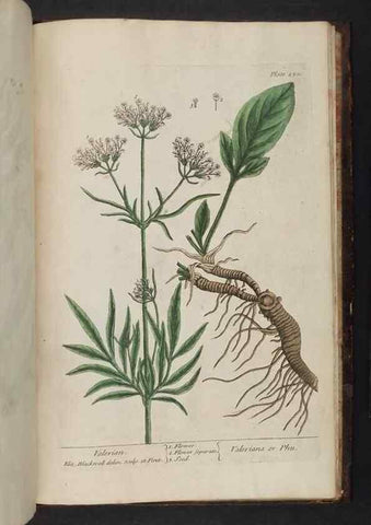 Reproducción/Reproduction 8251756491: A curious herbal. London : Printed for Samuel Harding, 1737-1739.