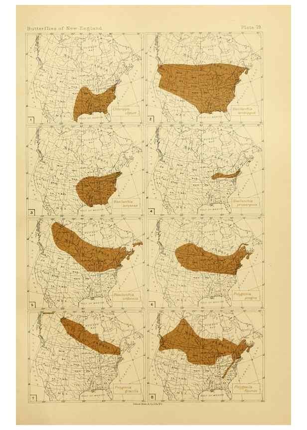 Reproducción/Reproduction 8252293699: The butterflies of the eastern United States and Canada :. Cambridge :The author,1889.