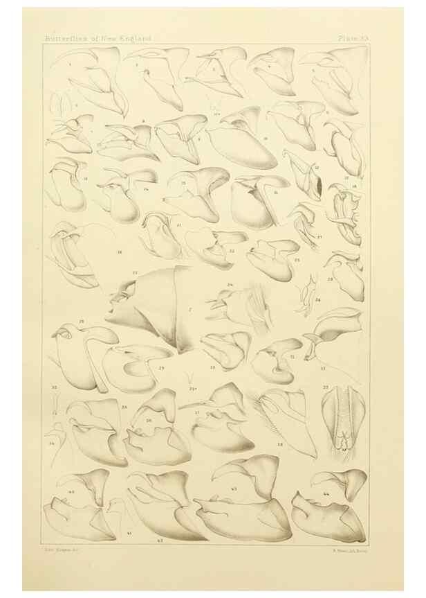 Reproducción/Reproduction 8252301663: The butterflies of the eastern United States and Canada :. Cambridge :The author,1889.