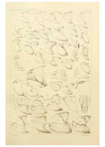 Reproducción/Reproduction 8252301663: The butterflies of the eastern United States and Canada :. Cambridge :The author,1889.
