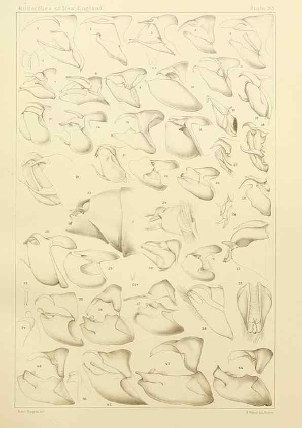 Reproducción/Reproduction 8252301663: The butterflies of the eastern United States and Canada :. Cambridge :The author,1889.