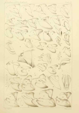 Reproducción/Reproduction 8252301663: The butterflies of the eastern United States and Canada :. Cambridge :The author,1889.