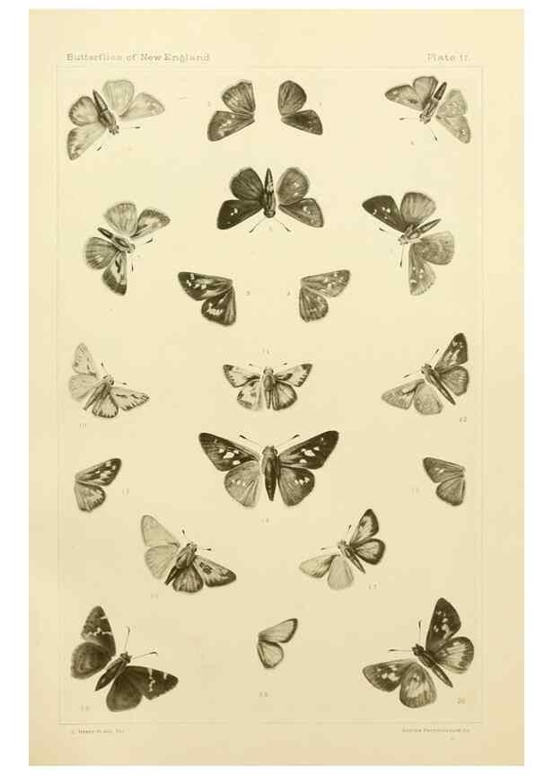 Reproducción/Reproduction 8252292589: The butterflies of the eastern United States and Canada :. Cambridge :The author,1889.