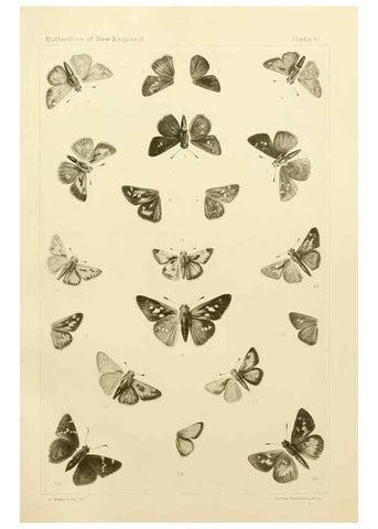 Reproducción/Reproduction 8252292589: The butterflies of the eastern United States and Canada :. Cambridge :The author,1889.