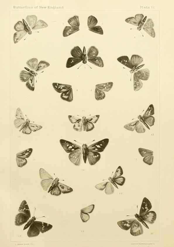 Reproducción/Reproduction 8252292589: The butterflies of the eastern United States and Canada :. Cambridge :The author,1889.