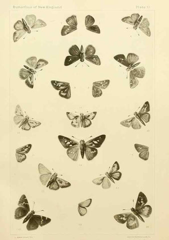 Reproducción/Reproduction 8252292589: The butterflies of the eastern United States and Canada :. Cambridge :The author,1889.