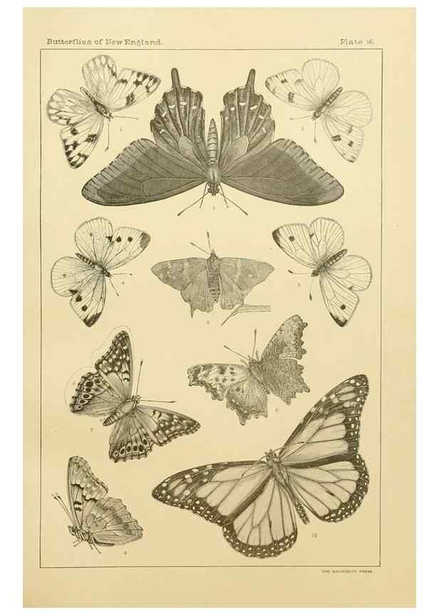 Reproducción/Reproduction 8253362680: The butterflies of the eastern United States and Canada :. Cambridge :The author,1889.