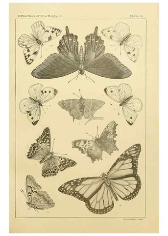 Reproducción/Reproduction 8253362680: The butterflies of the eastern United States and Canada :. Cambridge :The author,1889.