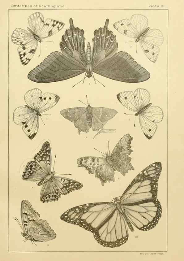 Reproducción/Reproduction 8253362680: The butterflies of the eastern United States and Canada :. Cambridge :The author,1889.