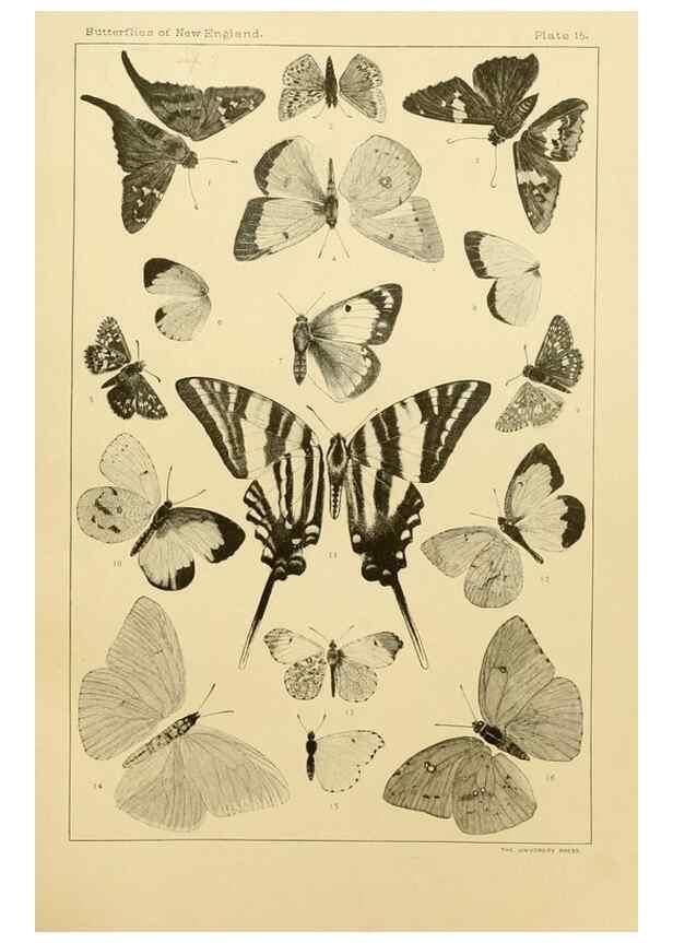 Reproducción/Reproduction 8252291507: The butterflies of the eastern United States and Canada :. Cambridge :The author,1889.