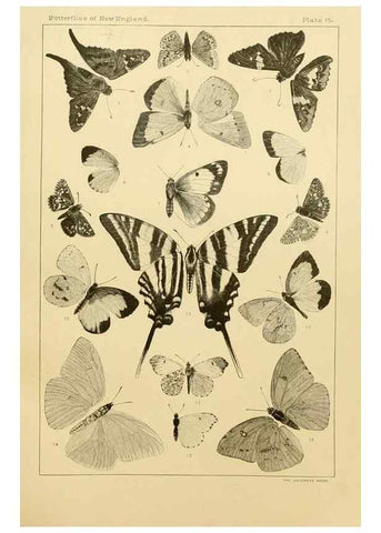 Reproducción/Reproduction 8252291507: The butterflies of the eastern United States and Canada :. Cambridge :The author,1889.