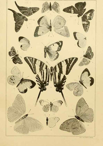 Reproducción/Reproduction 8252291507: The butterflies of the eastern United States and Canada :. Cambridge :The author,1889.