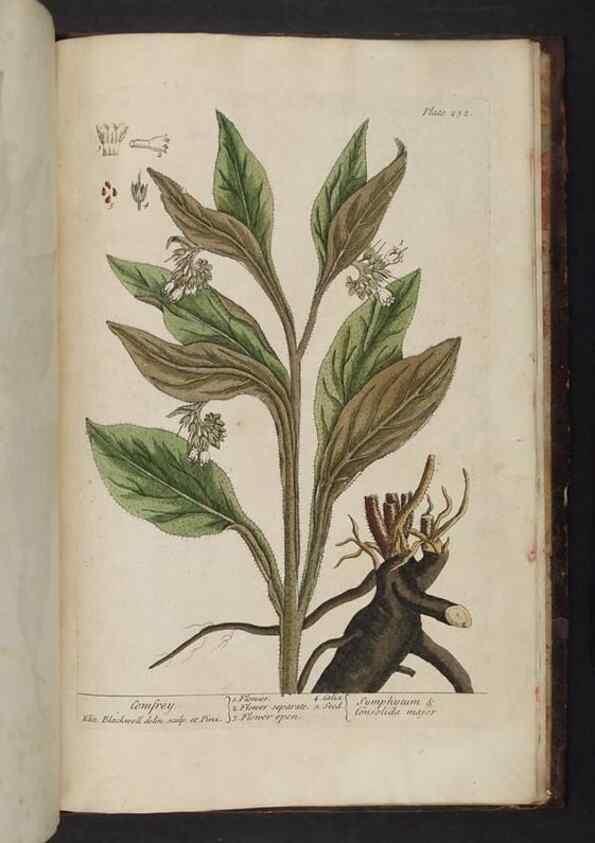 Reproducción/Reproduction 8252827248: A curious herbal. London : Printed for Samuel Harding, 1737-1739.