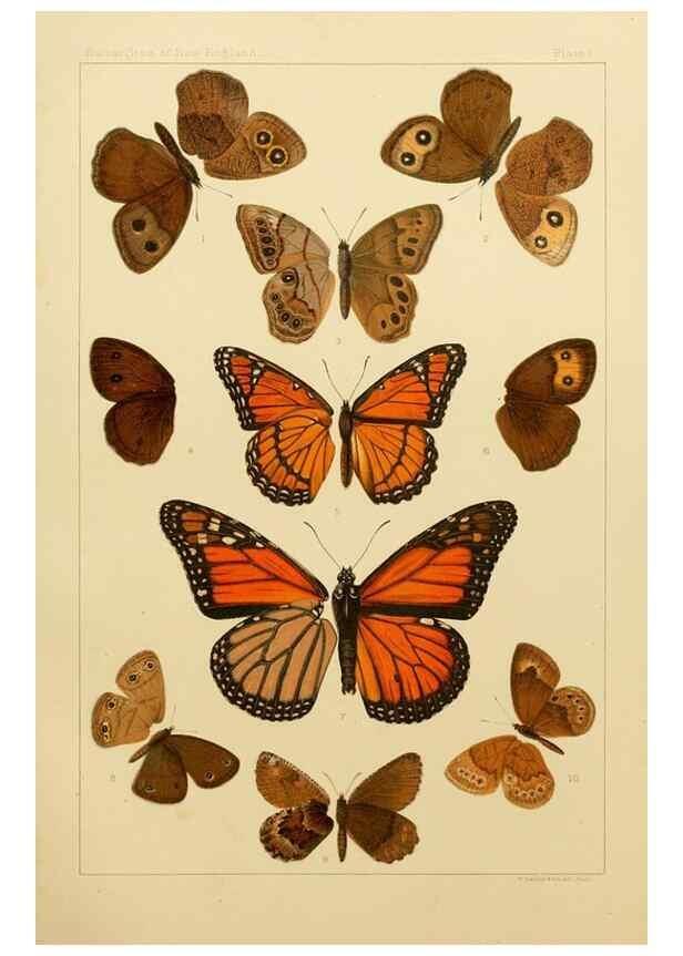 Reproducción/Reproduction 8253355546: The butterflies of the eastern United States and Canada :. Cambridge :The author,1889.