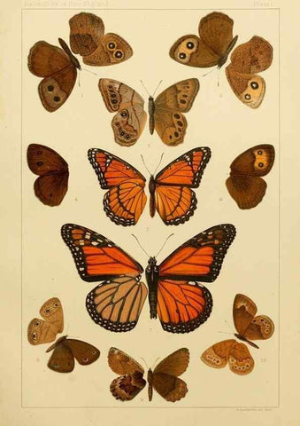 Reproducción/Reproduction 8253355546: The butterflies of the eastern United States and Canada :. Cambridge :The author,1889.