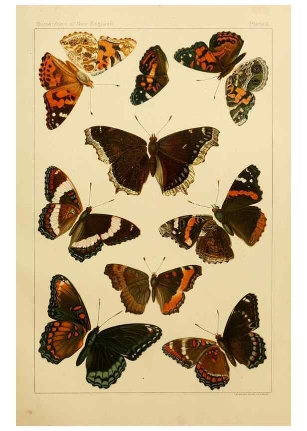 Reproducción/Reproduction 8253356074: The butterflies of the eastern United States and Canada :. Cambridge :The author,1889.