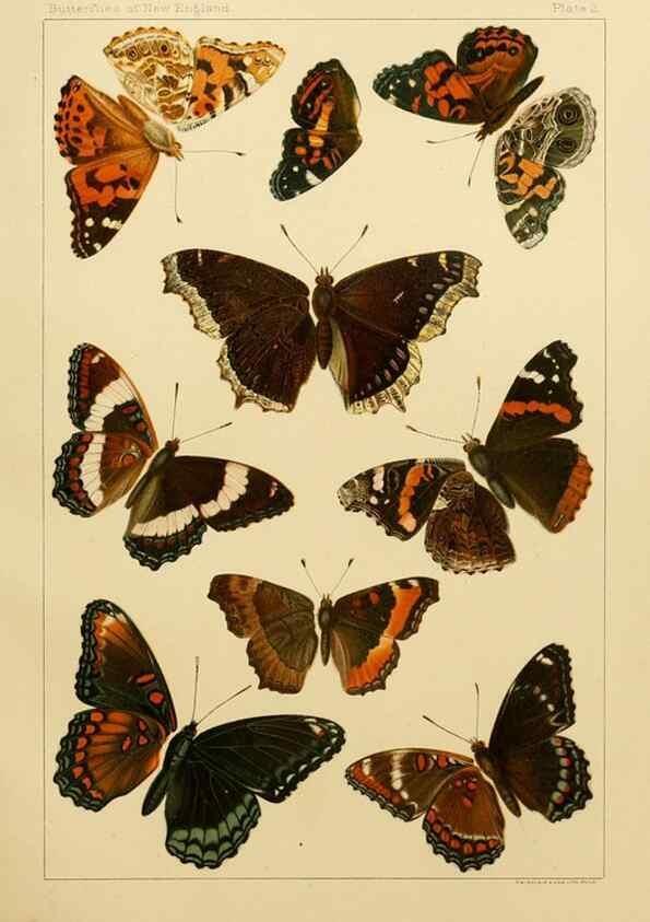 Reproducción/Reproduction 8253356074: The butterflies of the eastern United States and Canada :. Cambridge :The author,1889.