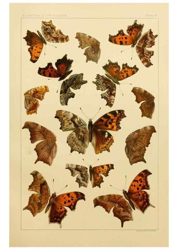 Reproducción/Reproduction 8253356508: The butterflies of the eastern United States and Canada :. Cambridge :The author,1889.