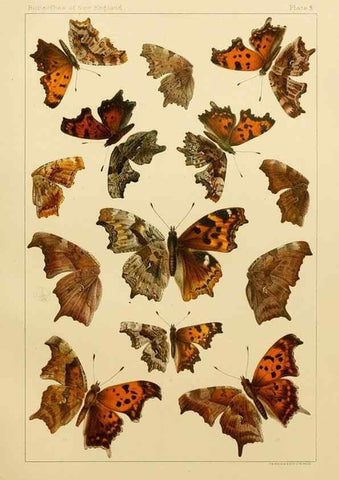 Reproducción/Reproduction 8253356508: The butterflies of the eastern United States and Canada :. Cambridge :The author,1889.