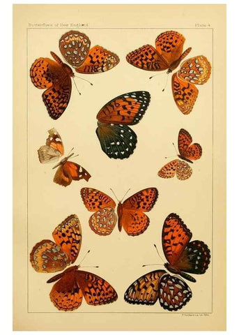 Reproducción/Reproduction 8252286001: The butterflies of the eastern United States and Canada :. Cambridge :The author,1889.