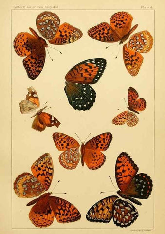 Reproducción/Reproduction 8252286001: The butterflies of the eastern United States and Canada :. Cambridge :The author,1889.