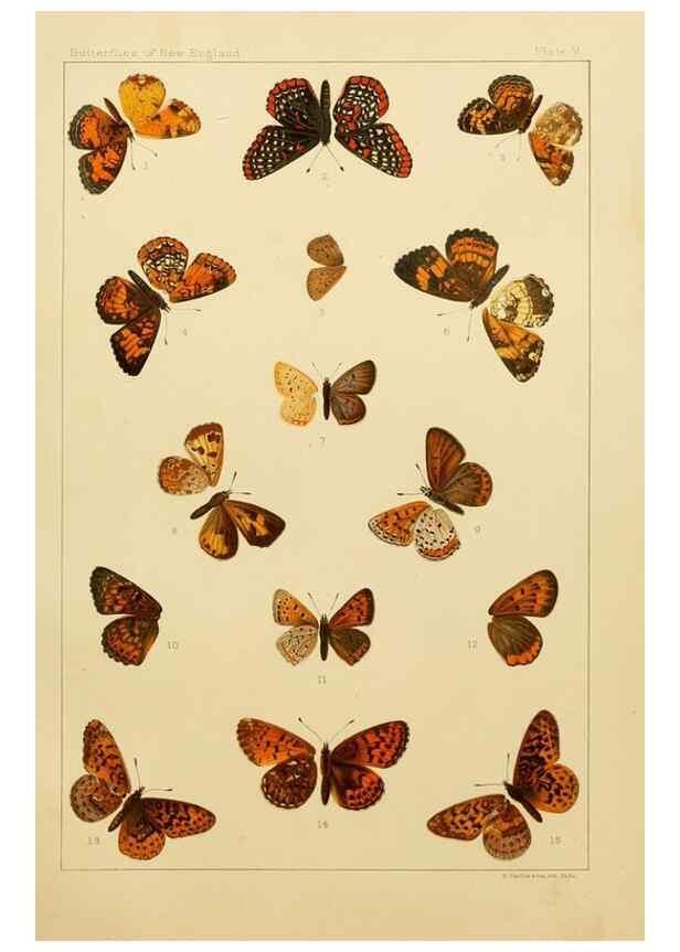 Reproducción/Reproduction 8253357410: The butterflies of the eastern United States and Canada :. Cambridge :The author,1889.