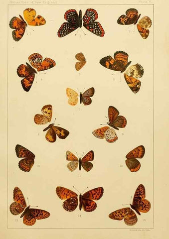 Reproducción/Reproduction 8253357410: The butterflies of the eastern United States and Canada :. Cambridge :The author,1889.