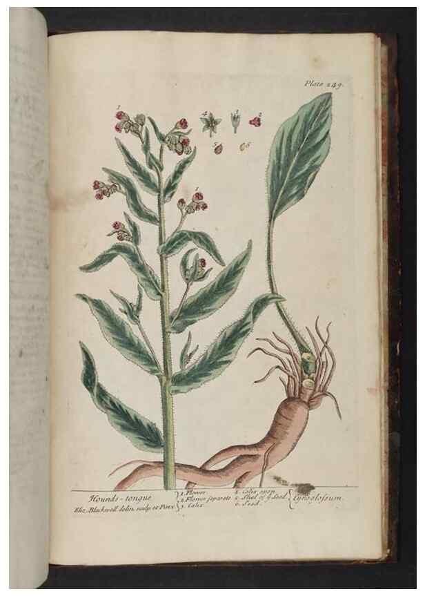 Reproducción/Reproduction 8252826694: A curious herbal. London : Printed for Samuel Harding, 1737-1739.