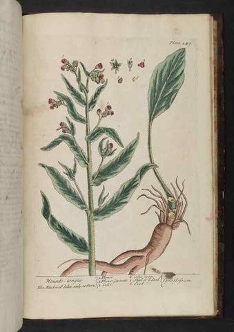 Reproducción/Reproduction 8252826694: A curious herbal. London : Printed for Samuel Harding, 1737-1739.