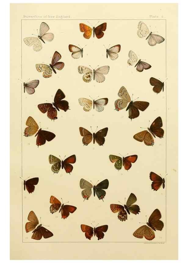 Reproducción/Reproduction 8252286901: The butterflies of the eastern United States and Canada :. Cambridge :The author,1889.